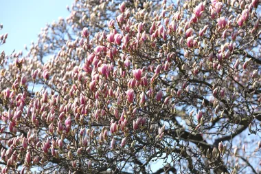 Jedva smo dočekale: Procvjetale su zagrebačke magnolije
