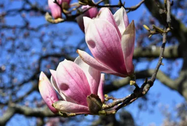 Jedva smo dočekale: Procvjetale su zagrebačke magnolije