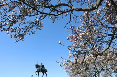 Jedva smo dočekale: Procvjetale su zagrebačke magnolije