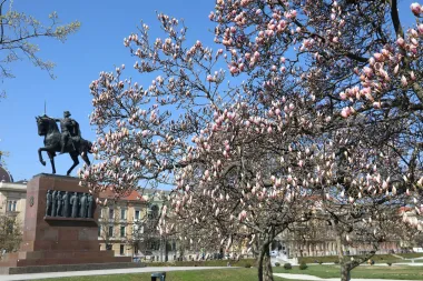 Jedva smo dočekale: Procvjetale su zagrebačke magnolije