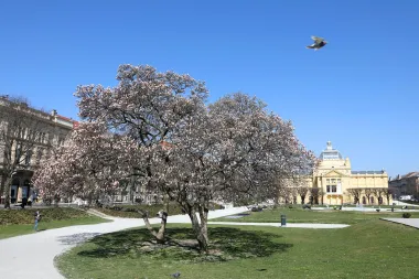 Jedva smo dočekale: Procvjetale su zagrebačke magnolije