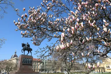 Jedva smo dočekale: Procvjetale su zagrebačke magnolije