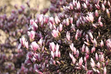 Magnolije su ukrasno stablo koje nerijekto vidimo u parkovima i vrtovima 