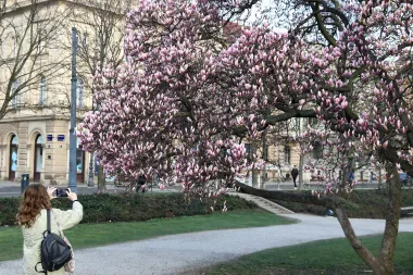 Nepoznata dama nije odoljela zabilježiti procvjetalo drvo magnolije