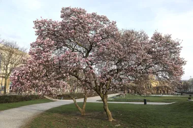 Proljeće je doista sve bliže : Procvjetale su zagrebačke magnolije