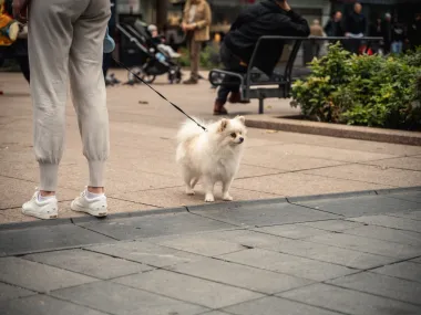 Zagrebačka špica bila je prepuna lijepih dama, ali i preslatkih pasa