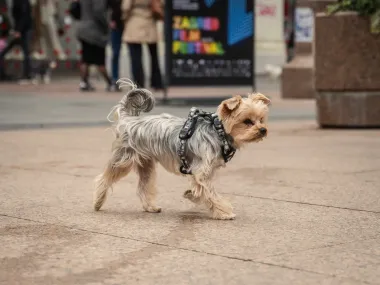 Jesu li ovo najslađe fotografije sa špice proteklih godina?