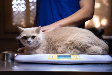 Mačak se redovno i važe, a nadamo se da će se broj na vagi uskoro smanjiti. 