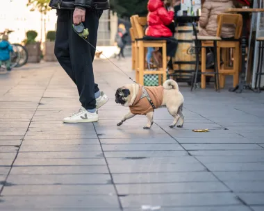 Osvojili su naša srca - preslatki psići na špici ukrali svu pozornost