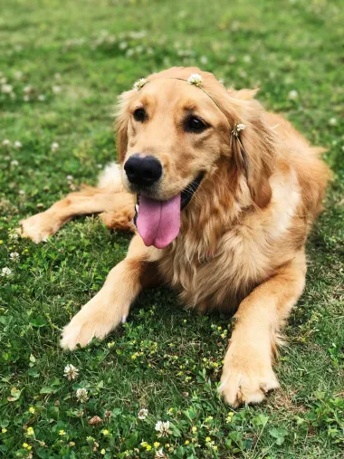 Slični labradorima, zlatni retriveri su poznati po svojoj ljubaznosti i odanosti. Izvrsni su s djecom, lako se obučavaju i uživaju u društvu svoje obitelji, bilo da se igraju ili odmaraju.