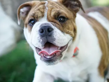 Buldog je pravi izbor ako tražiš psa s mirnijim temperamentom. Ovi psi su izuzetno vezani za svoje vlasnike i često su izuzetno strpljivi i nježni prema djeci, što ih čini odličnim obiteljskim ljubimcima.