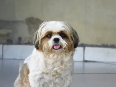 Shih Tzu je pas slatkog izgleda i nježne naravi. Iako su mali, vrlo su društveni i obožavaju biti u društvu ljudi, posebno djece. Vrlo su pogodni za obitelji koje traže psa koji će se prilagoditi malom prostoru. 