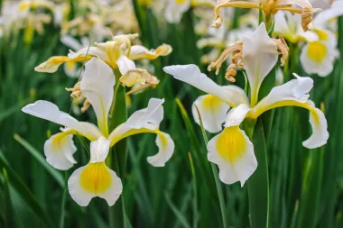 Iris, cvijet bogate povijesti, simbolizira nadu, vjeru i hrabrost. Plavi iris često se povezuje s mirom i povjerenjem, dok bijeli simbolizira čistoću. Iris se često daruje kako bi prenio poruku nade u bolje sutra ili izrazio podršku.
