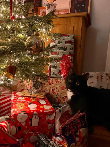 Zadnji pozdrav 2024. uz najslađe kućne ljubimce na&scaron;ih čitateljica