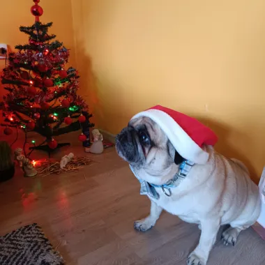 Zadnji pozdrav 2024. uz najslađe kućne ljubimce na&scaron;ih čitateljica