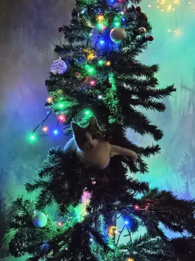 Zadnji pozdrav 2024. uz najslađe kućne ljubimce na&scaron;ih čitateljica