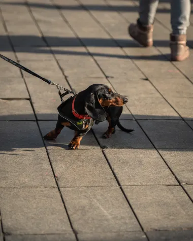 Zagrebačka špica: Centar grada bio je modna pista, a stajlinzi za kopiranje