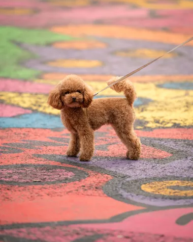 Zagrebačka špica: Centar grada bio je modna pista, a stajlinzi za kopiranje