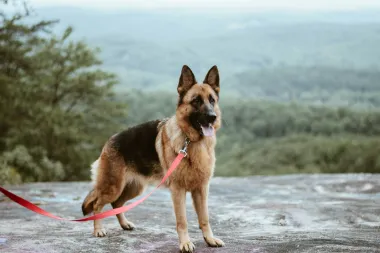 Njemački ovčari vole služiti i štititi. Iako se njihova reputacija i izgled mogu činiti zastrašujućim, njemački ovčari izvrsni su pratitelji za obitelji s djecom. 