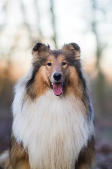 Većina collie pasa je fantastična s djecom i voljet će se igrati s njima, a također su vrlo nježni i dobroćudni. Odlični su obiteljski psi.