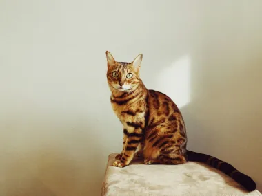 Nevjerojatno zaigrana i druželjubiva mačka koja se ističe svojim posebnim krznom. Njezin jedinstven izgled je rezultat spoja azijske leopard mačke i domaće mačke.Ove mačke koje svoje korijene vuku iz Sjedinjenih Američkih Država zahtijevaju puno pažnje, igre i mentalne aktivnosti. 