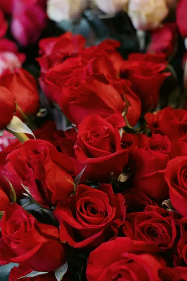Kišno Valentinovo u centru Zagreba - mnogi su se odlučili za romantiku