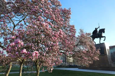 Magnolija na zagrebačkom Tomislavcu obasjala bojama centar grada