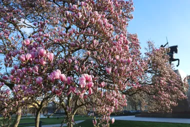 Magnolija na zagrebačkom Tomislavcu obasjala bojama centar grada