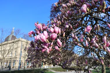 Magnolija na zagrebačkom Tomislavcu obasjala bojama centar grada