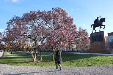 Magnolija na zagrebačkom Tomislavcu obasjala bojama centar grada