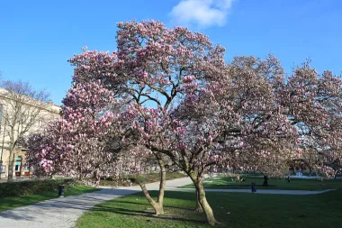 Magnolija na zagrebačkom Tomislavcu obasjala bojama centar grada