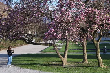 Magnolija na zagrebačkom Tomislavcu obasjala bojama centar grada