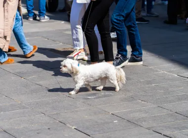 Zagrebačka špica: Mini haljine, sandale i bijela boja zapalili su centar grada