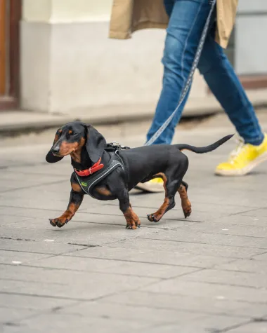 Zagrebačka &scaron;pica: Velika fotogalerija iz centra s top modnim izdanjima