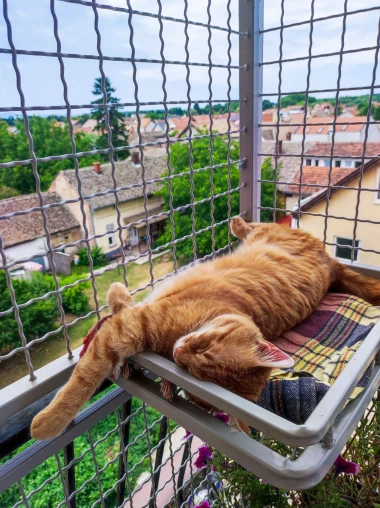 Fotografije koje će vam uljepšati dan - divne mace naših čitateljica