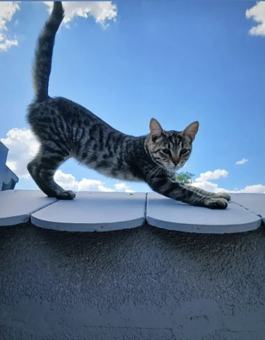 Fotografije koje će vam uljepšati dan - divne mace naših čitateljica