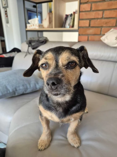 Zašećerit će vam dan - pogledajte 40 superslatkih psića naših čitateljica