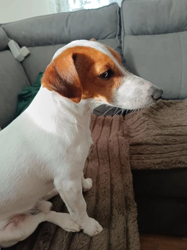 Zašećerit će vam dan - pogledajte 40 superslatkih psića naših čitateljica