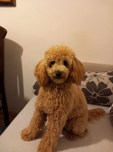 Zašećerit će vam dan - pogledajte 40 superslatkih psića naših čitateljica