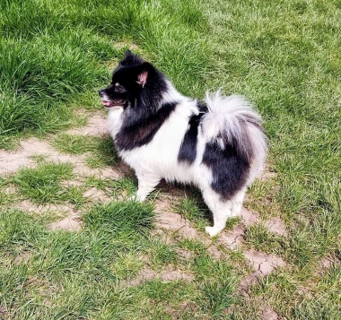 Zašećerit će vam dan - pogledajte 40 superslatkih psića naših čitateljica