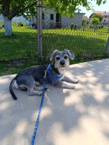 Zašećerit će vam dan - pogledajte 40 superslatkih psića naših čitateljica