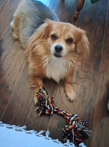 Zašećerit će vam dan - pogledajte 40 superslatkih psića naših čitateljica