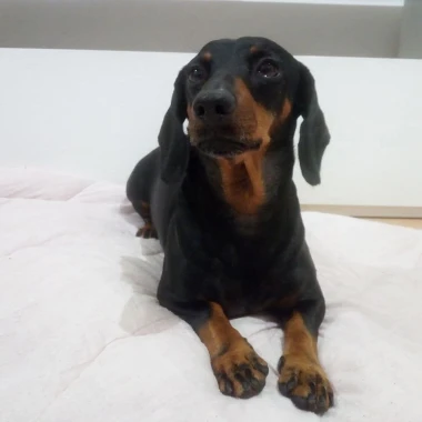 Zašećerit će vam dan - pogledajte 40 superslatkih psića naših čitateljica