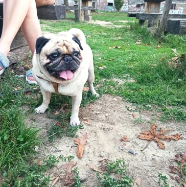 Zašećerit će vam dan - pogledajte 40 superslatkih psića naših čitateljica