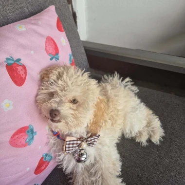 Zašećerit će vam dan - pogledajte 40 superslatkih psića naših čitateljica