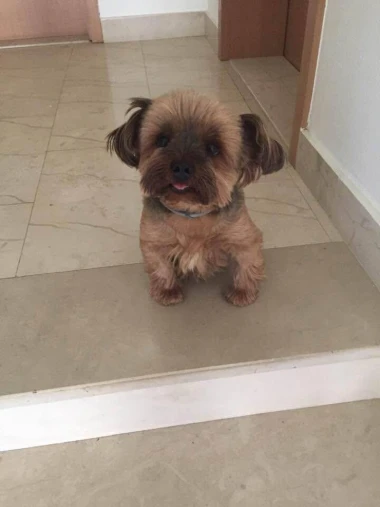 Zašećerit će vam dan - pogledajte 40 superslatkih psića naših čitateljica