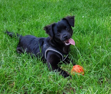 Zašećerit će vam dan - pogledajte 40 superslatkih psića naših čitateljica