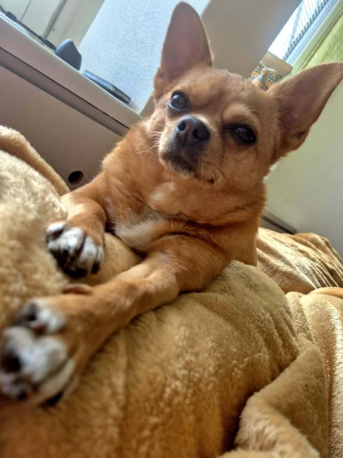 Zašećerit će vam dan - pogledajte 40 superslatkih psića naših čitateljica