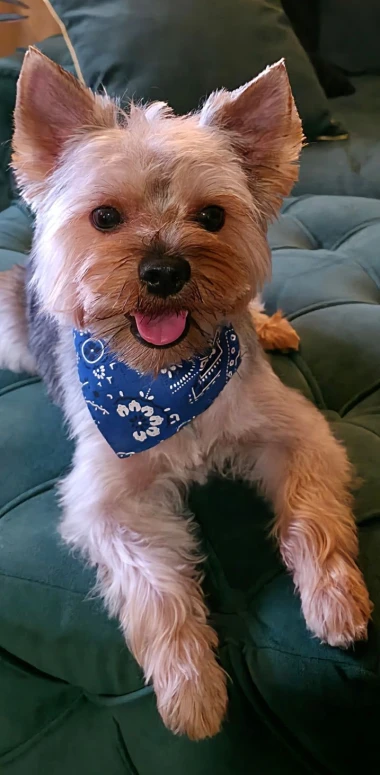 Zašećerit će vam dan - pogledajte 40 superslatkih psića naših čitateljica