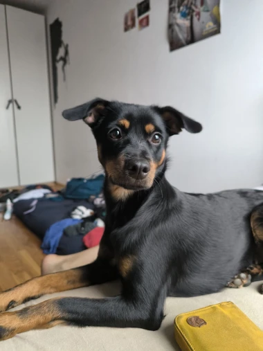 Zašećerit će vam dan - pogledajte 40 superslatkih psića naših čitateljica